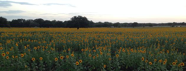 SOUTH TEXAS DOVE HUNTING STARTS AT THE BADER RANCH