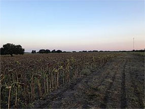 TEXAS DOVE HUNTERS LOVE SUNFLOWER