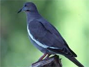 WHITE-WINGED DOVE VS. MOURNING DOVE